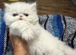 White Persian boys available now - Persian Kitten For Sale - Altamonte Springs&comma; FL&comma; US