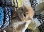 Persian new litter - Persian Kitten For Sale - Altamonte Springs&comma; FL&comma; US