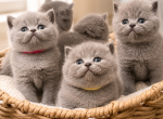 Kittes are ready - British Shorthair Kitten For Sale - 