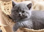 Lisa - British Shorthair Kitten For Sale - Huntington&comma; NY&comma; US