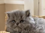 Stanley - British Shorthair Kitten For Sale - Huntington&comma; NY&comma; US