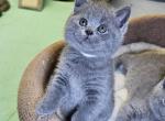 Sima - Scottish Straight Kitten For Sale - New York&comma; NY&comma; US
