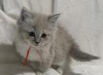 TICA Registered Female with red ribbon - Ragdoll Kitten For Sale - PA&comma; US