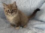 Male TICA Registered Aqua Ribbon Kitten - Ragdoll Kitten For Sale - PA&comma; US