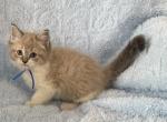 Male TICA Registered Cheribum Ragdoll Blue Ribbon - Ragdoll Kitten For Sale - PA&comma; US