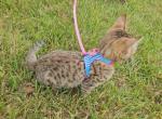 Bengal Kittens Vaccinated Payment Plans Available - Bengal Kitten For Sale - Cedar Springs&comma; MI&comma; US