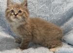 Male TICA Registered Cherubim Purple Ribbon - Ragdoll Kitten For Sale - PA&comma; US