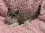 TICA Registered Cherubim White Ribbon - Ragdoll Kitten For Sale - PA&comma; US