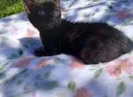 Melanistic bengal - Bengal Kitten For Sale - Marion&comma; NY&comma; US