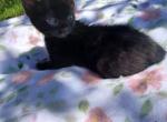 Melanistic bengal - Bengal Kitten For Sale - Marion&comma; NY&comma; US