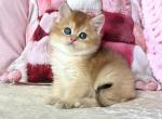 British Alan - British Shorthair Kitten For Sale - Empire State&comma; NY&comma; US