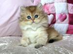 British Adam - British Shorthair Kitten For Sale - Empire State&comma; NY&comma; US