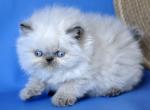 Persian Coco - Persian Kitten For Sale - Empire State&comma; NY&comma; US