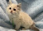 Make TICA Registered Ragdoll Green Collar - Ragdoll Kitten For Sale - PA&comma; US