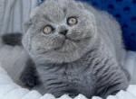 Scottish Trevor - Scottish Fold Kitten For Sale - Brooklyn&comma; NY&comma; US