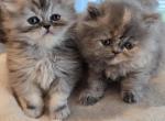Harmony - Persian Kitten For Sale - NJ&comma; US