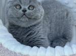 Scottish Tokyo - Scottish Fold Kitten For Sale - Brooklyn&comma; NY&comma; US