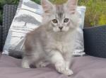 Maine Coon NOV Graham - Maine Coon Kitten For Sale - Brooklyn&comma; NY&comma; US