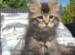 Maine Coon NOV Grace - Maine Coon Kitten For Sale - Brooklyn&comma; NY&comma; US