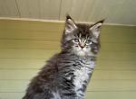 Maine Coon NOV Snickers - Maine Coon Kitten For Sale - Brooklyn&comma; NY&comma; US