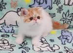 Exotic Bourbon - Exotic Kitten For Sale - Brooklyn&comma; NY&comma; US