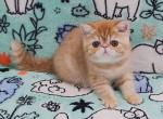 Exotic Bruno - Exotic Kitten For Sale - Brooklyn&comma; NY&comma; US