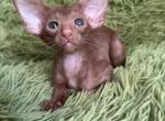 Oriental NOV Leonid - Oriental Kitten For Sale - Brooklyn&comma; NY&comma; US