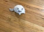Frosty lilac pt - Himalayan Kitten For Sale - Charlotte&comma; NC&comma; US