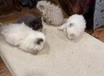 Zola chocolate pt - Himalayan Kitten For Sale - Charlotte&comma; NC&comma; US