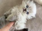 Munchkin LH  boy - Munchkin Kitten For Sale - 