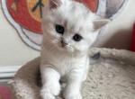 Jessy - British Shorthair Kitten For Sale - Brooklyn&comma; NY&comma; US
