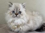 Scottish Kilt Standard LH - Munchkin Kitten For Sale - 