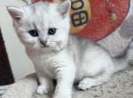 Jessy - British Shorthair Kitten For Sale - New York&comma; NY&comma; US