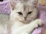 Mark - British Shorthair Kitten For Sale - New York&comma; NY&comma; US