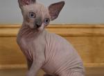 Nikki - Sphynx Kitten For Sale - 