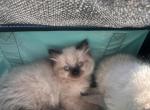 Teddy - Ragdoll Kitten For Sale - MA&comma; US