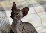 Blossom - Sphynx Kitten For Sale - Lakeland&comma; FL&comma; US