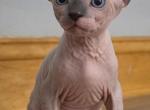 Blue - Sphynx Kitten For Sale - Union City&comma; NJ&comma; US