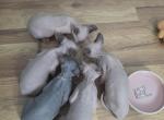 Blue - Sphynx Kitten For Sale - Union City&comma; NJ&comma; US