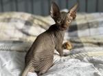 Broly - Sphynx Kitten For Sale - Lakeland&comma; FL&comma; US