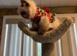 Shellie seal pt - Himalayan Kitten For Sale - Charlotte&comma; NC&comma; US