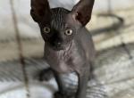 Piccolo - Sphynx Kitten For Sale - Lakeland&comma; FL&comma; US