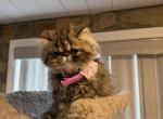 Daisy mae - Persian Kitten For Sale - Charlotte&comma; NC&comma; US