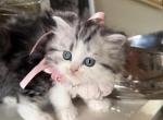 Black silver marble girl - Scottish Straight Kitten For Sale - 