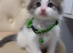Kitten - American Longhair Kitten For Sale - Dearborn Heights&comma; MI&comma; US
