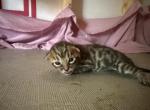 Lunar Frost - Bengal Kitten For Sale - Oklahoma City&comma; OK&comma; US