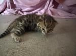 Lunar Frost 2 - Bengal Kitten For Sale - Oklahoma City&comma; OK&comma; US