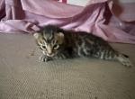 Lunar Frost 3 - Bengal Kitten For Sale - 