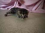 Lunar Frost 4 Charcoal - Bengal Kitten For Sale - Oklahoma City&comma; OK&comma; US