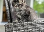Kitten 1 - Domestic Kitten For Sale - Westfield&comma; MA&comma; US